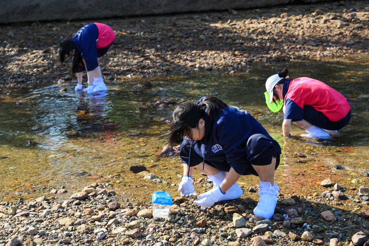 學生尋找紅樹林生物的特徵
